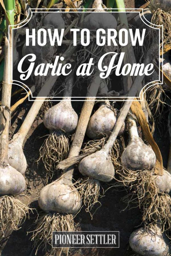 How to Grow Garlic at Home | Homesteading Simple Self Sufficient Off ...