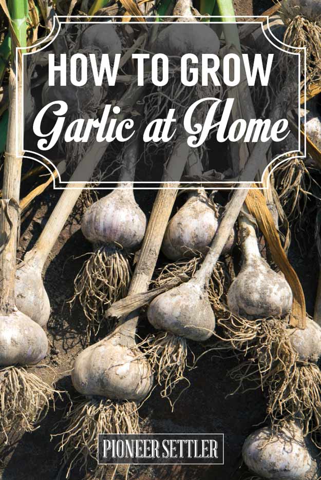 How to Grow Garlic at Home