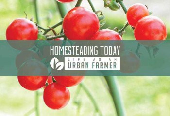 Learn how to prune tomatoes so you can harvest all summer long.