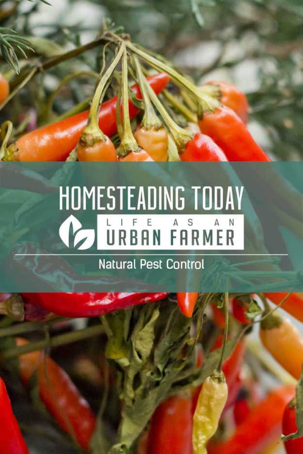 Learn how to repel garden pests naturally.