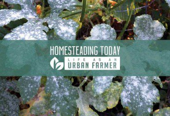 Learn how to treat powdery mildew naturally.