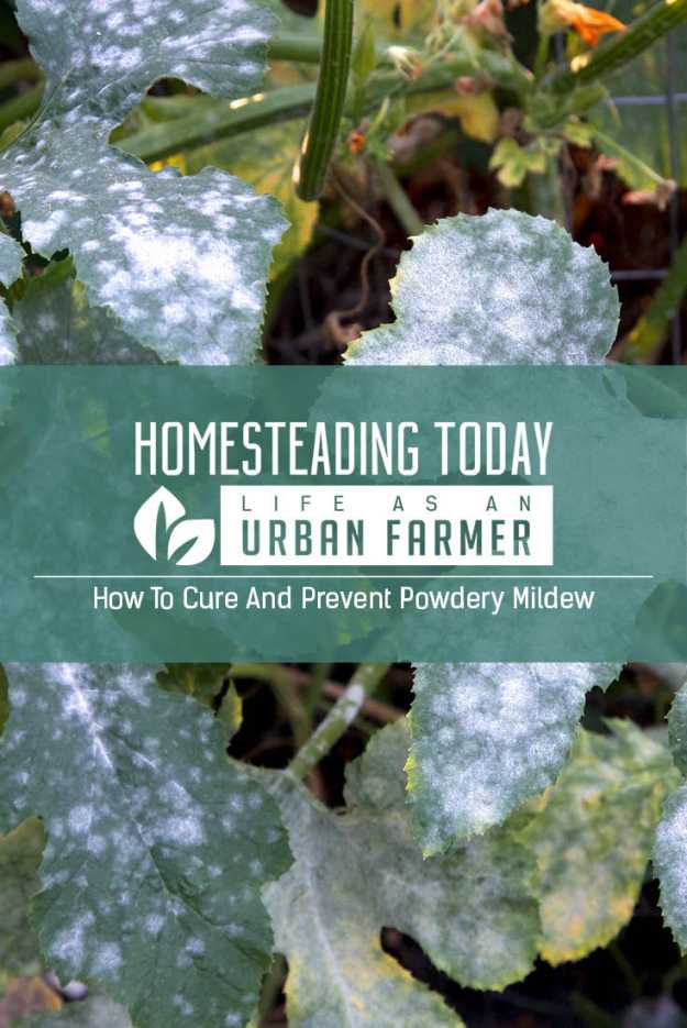 Learn what you can do to cure and prevent powdery mildew.