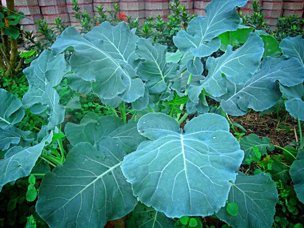 Growing Kale