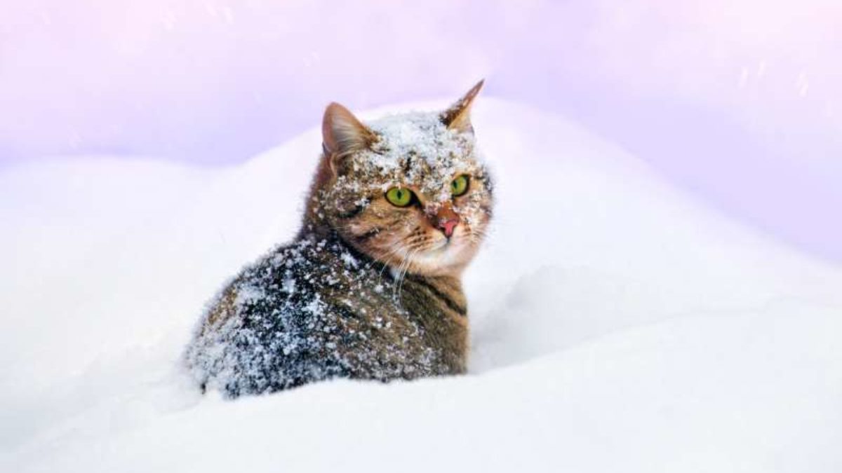 Cute Animals Covered In Snow Pictures Homesteading Simple Self Sufficient Off The Grid Homesteading Com