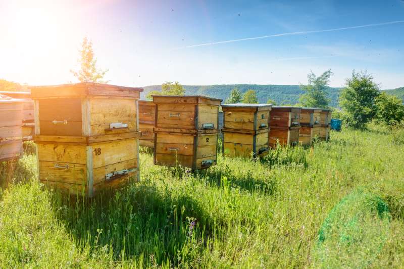 David Hackenberg Loses 90% of His Bee Hives | Homesteading Simple Self ...