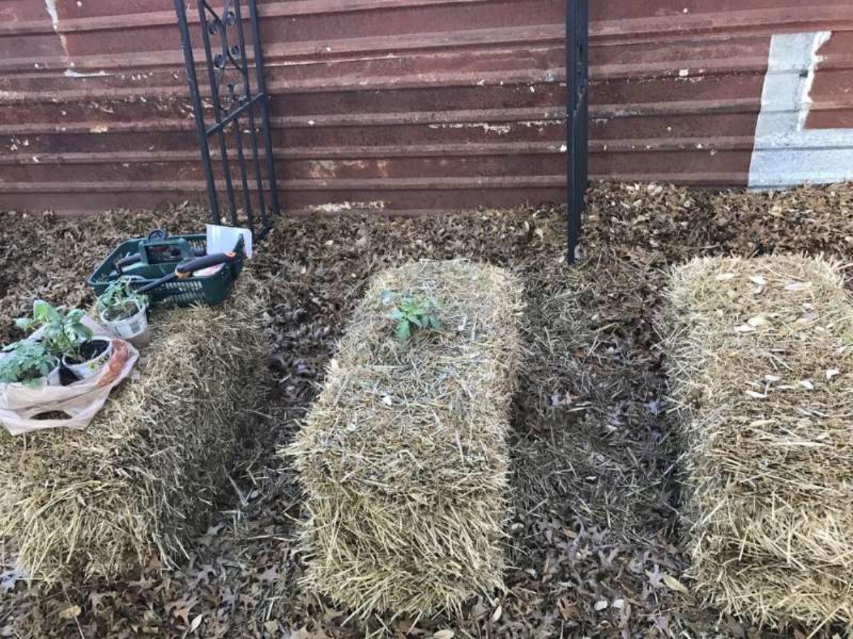 Hay Bale Gardening Homesteading Tips