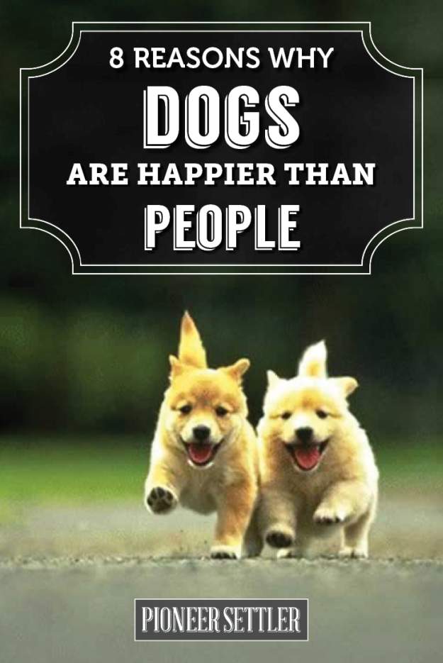 8 Reasons Why Dogs Are Happier Than People 1