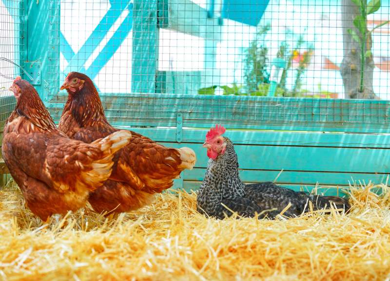 Setting Up A Chicken Brooder | Homesteading Tips