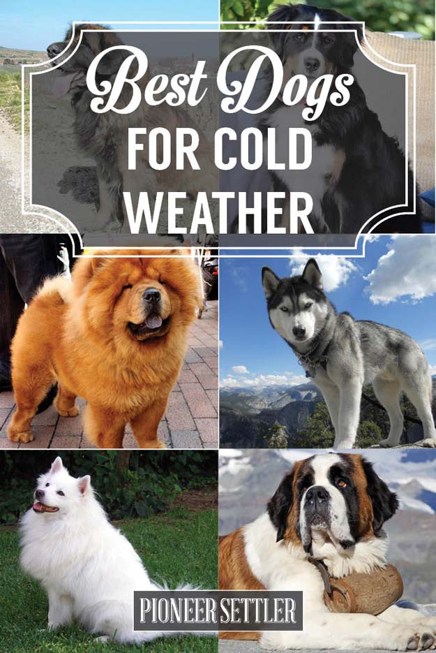 Best Dogs for Cold Weather