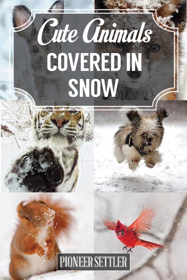 Cute Animals Covered in Snow