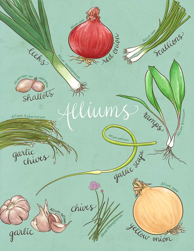 Homesteading Guide to Allium | A Homesteading Guide To Allim - Onions, Garlics, Chives, and Allium Flowers