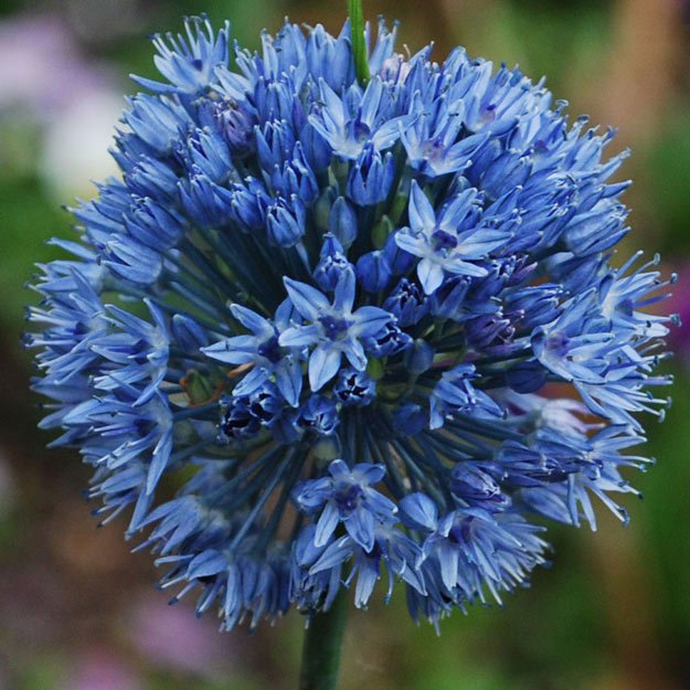 Blue Allium | A Homesteading Guide To Allim - Onions, Garlics, Chives, and Allium Flowers