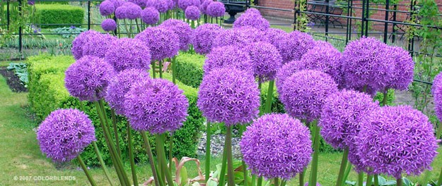 Globemaster Allium | A Homesteading Guide To Allim - Onions, Garlics, Chives, and Allium Flowers