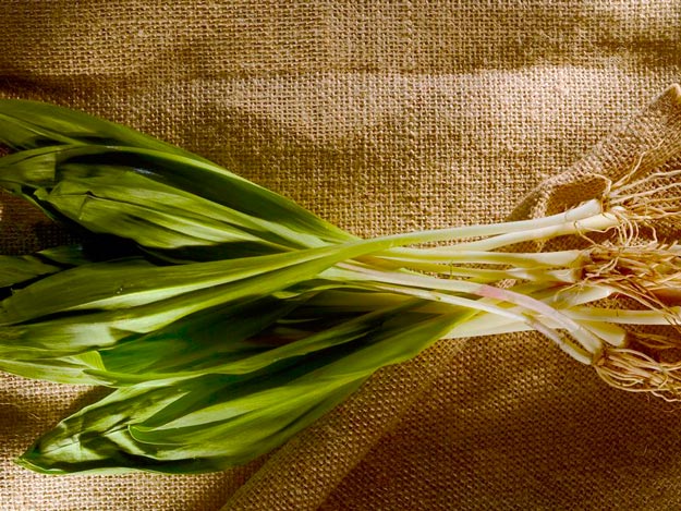 ramps | A Homesteading Guide To Onions, Garlics, Chives, and Allium Flowers