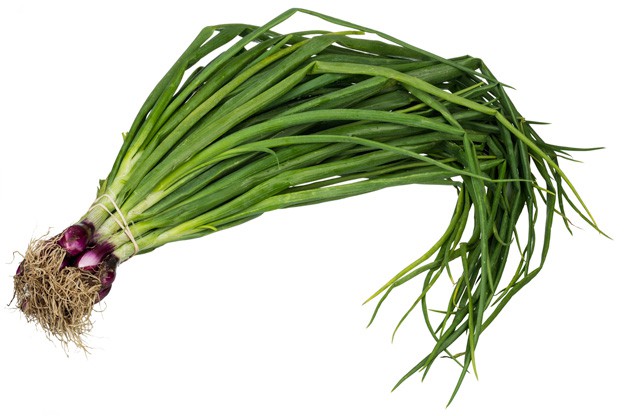 Scallion | A Homesteading Guide To Onions, Garlics, Chives, and Allium Flowers