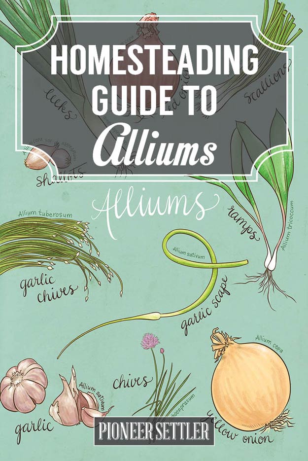 ALLIUMS | A Homesteading Guide To Onions, Garlics, Chives, and Allium Flowers