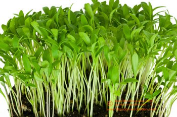 Cilantro Microgreens