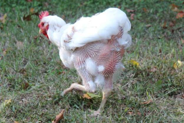 Molting Chickens |11 Surprising Facts About Backyard Chickens