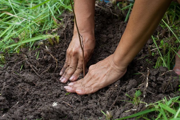 Planting Trees | Self-Sustaining Ideas For Living The Homesteader's Dream