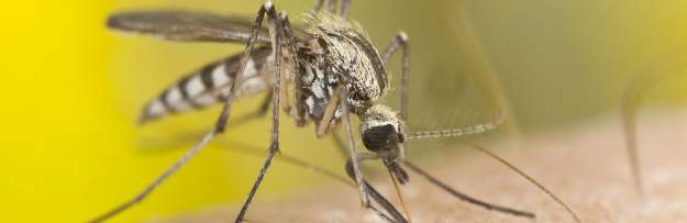 Zika Virus Outbreak | Gmo Mosquitoes | Homesteading News