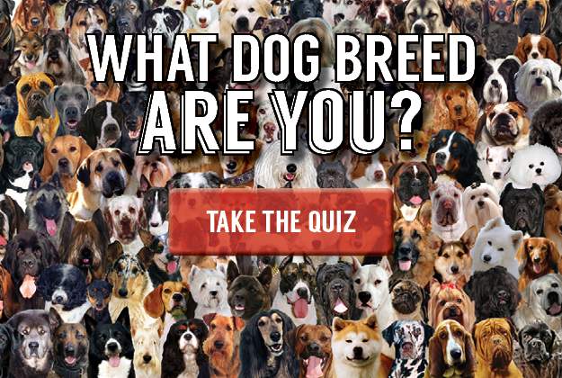 what dog breed are you - quiz