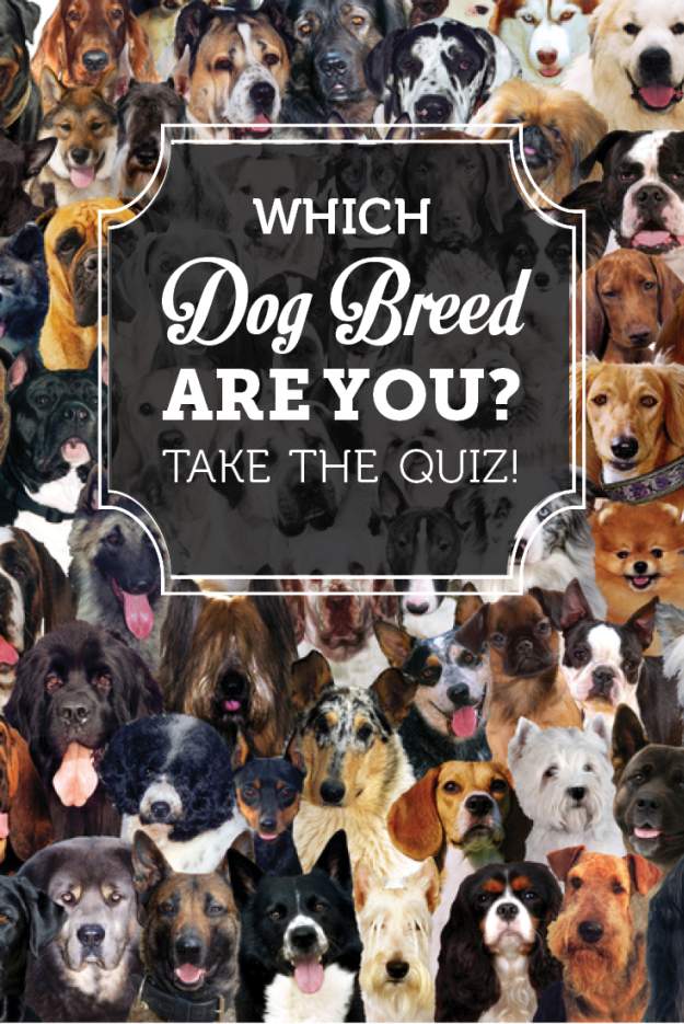 Dog Breed Quiz | Find Out Which Dog Breed Is Right for ME!