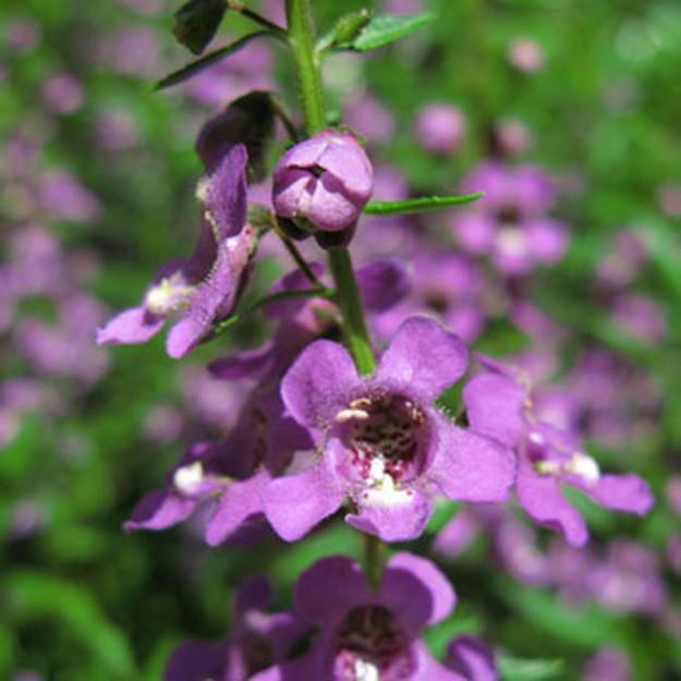 Angelonia Flower