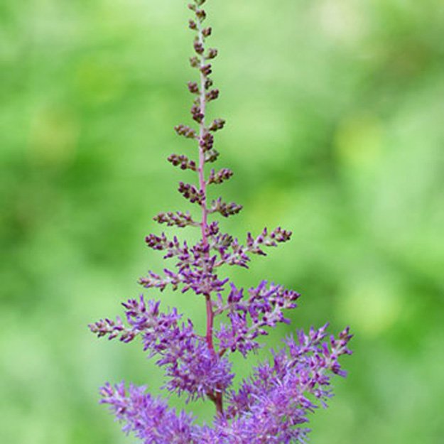 Astilbe Flower