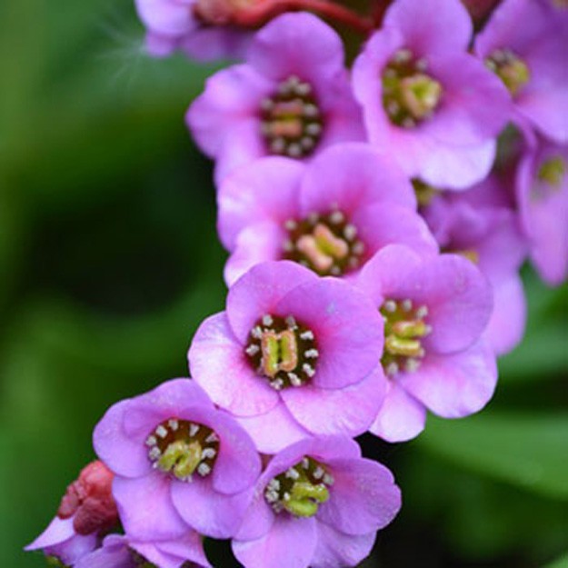 Bergenia Flower