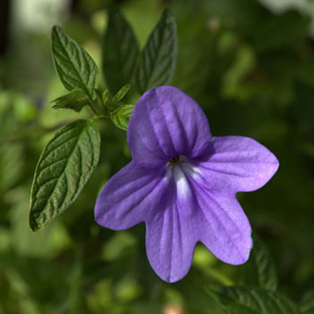 Browallia Flower