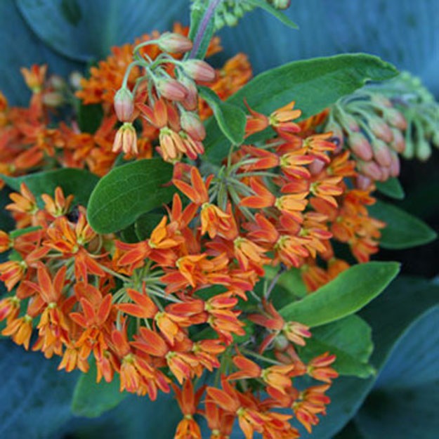 =Butterfly Weed Flower