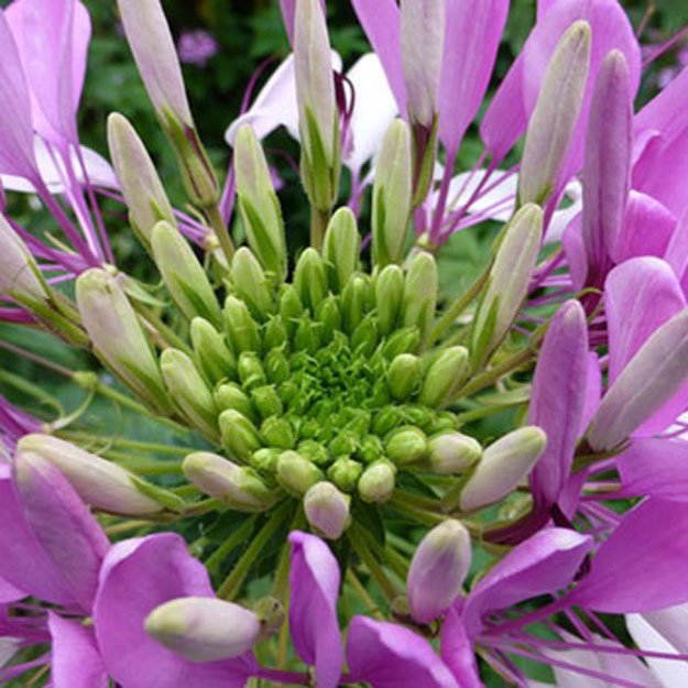 Cleome Flower