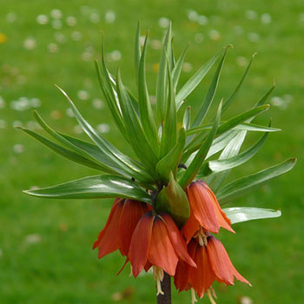 Crown Imperial Flower