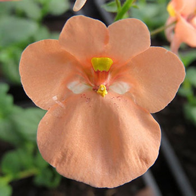 Diascia Flower