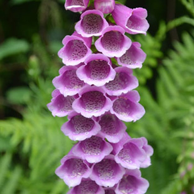 Foxglove Flower