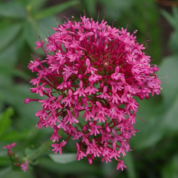 Heliotrope Flower