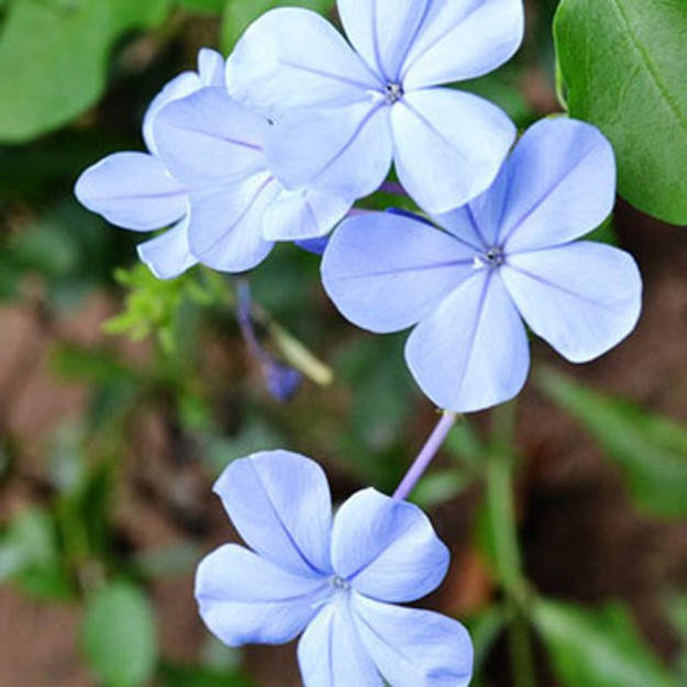 Leadwort Flower