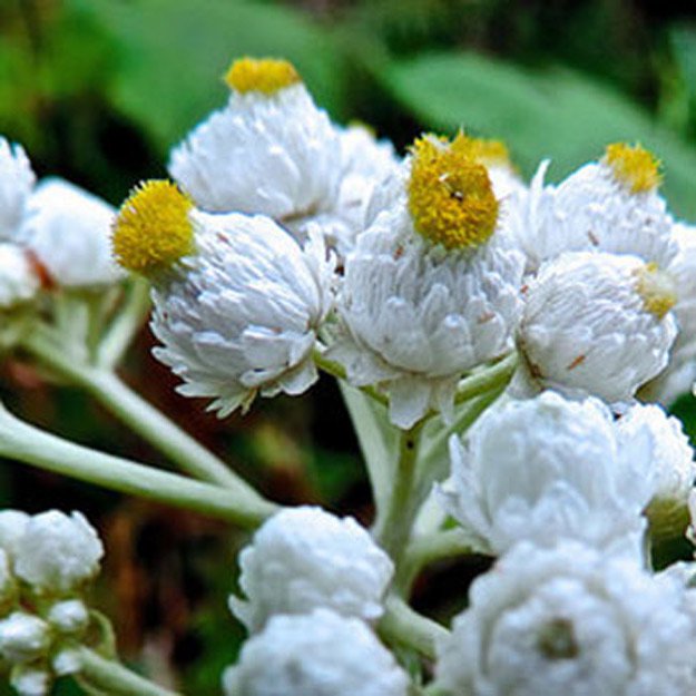 Pearly Everlasting Flower