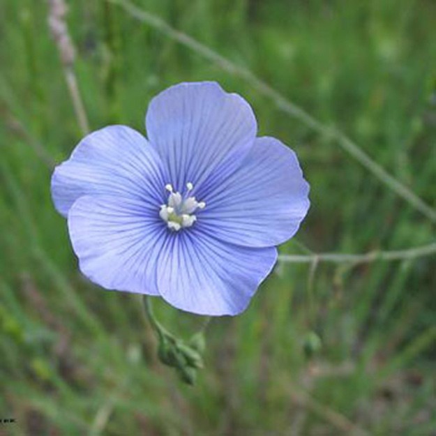 Perennial Flax Flower