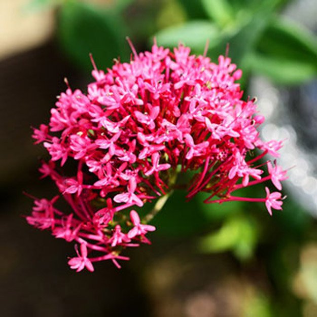 Red valerian Flower