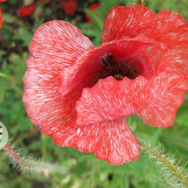 Shirley Poppy Flower