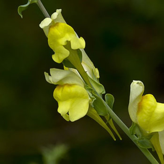 Snapdragon Flower