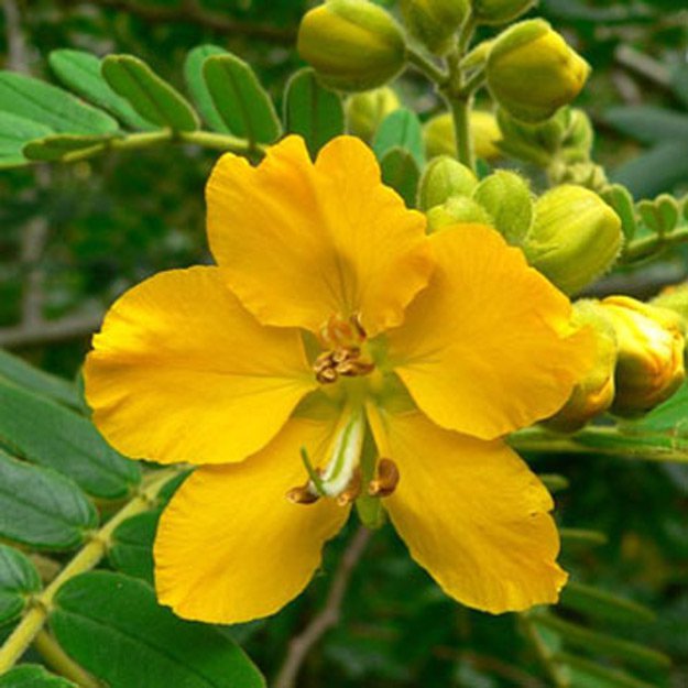 Wild Senna Flower