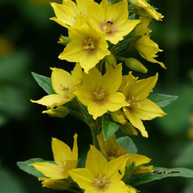 Yellow loosestrife Flower