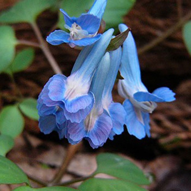 Corydalis Flower