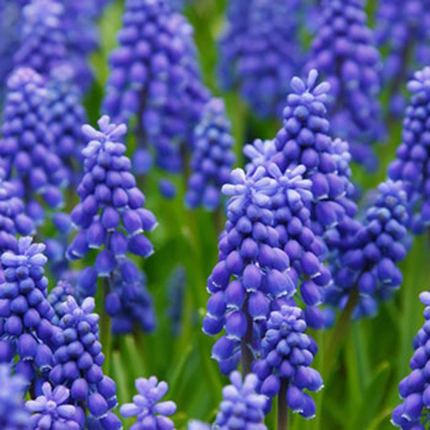hyacinth Flower