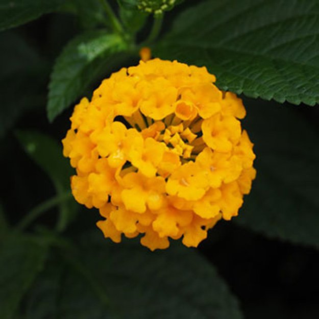 lantana Flower