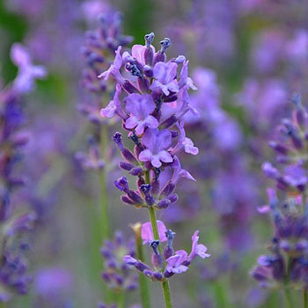 lavender Flower