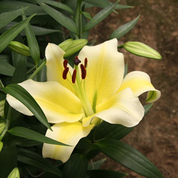 lily Flower