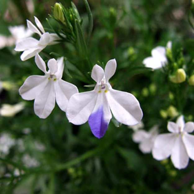 lobelia Flower